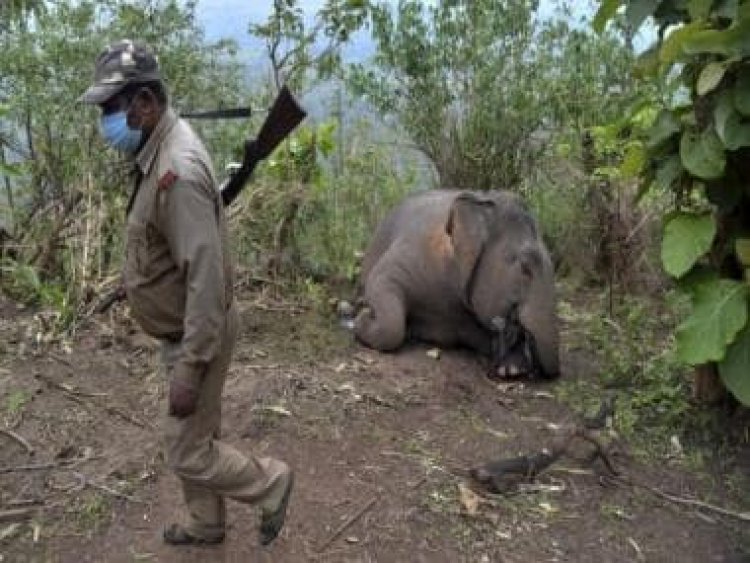 A jumbo tragedy: Why Odisha has become dangerous for elephants