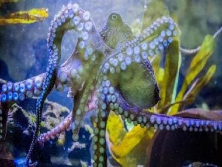 Watch: Octopus changes colour while swimming, internet left stunned
