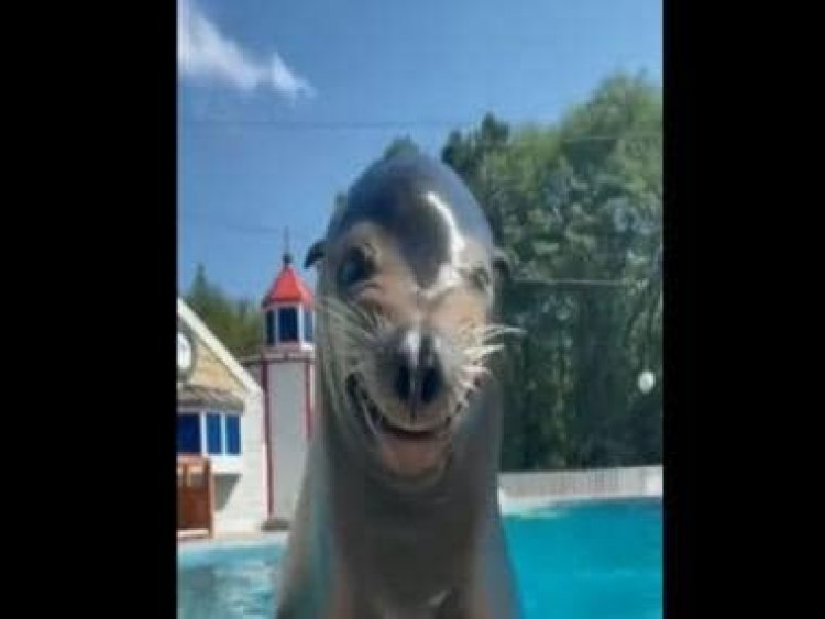Watch: Sea lion wins hearts on social media with its 'Smile of the day'