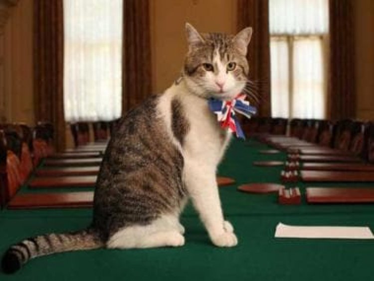 As UK's Boris Johnson quits as Tory leader, ‘Larry the Cat’ puts the boots in