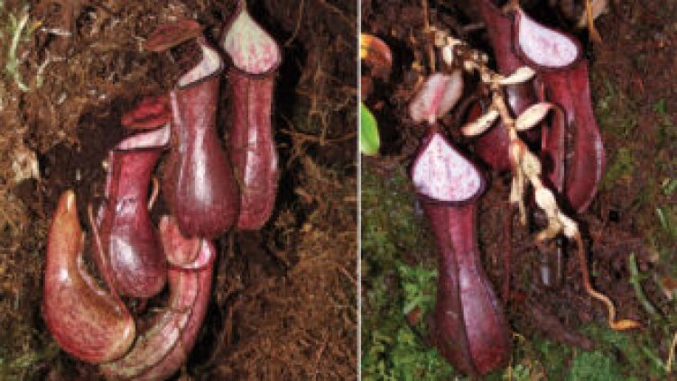 This pitcher plant species sets its deathtraps underground