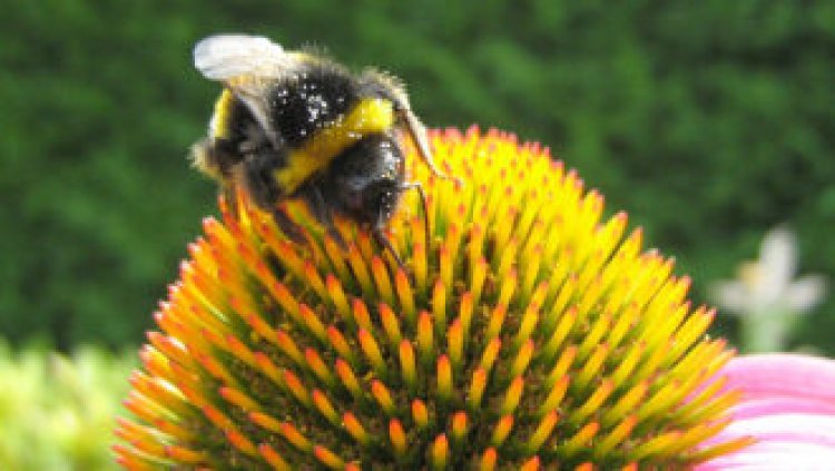 Flower shape and size impact bees’ chances of catching gut parasites