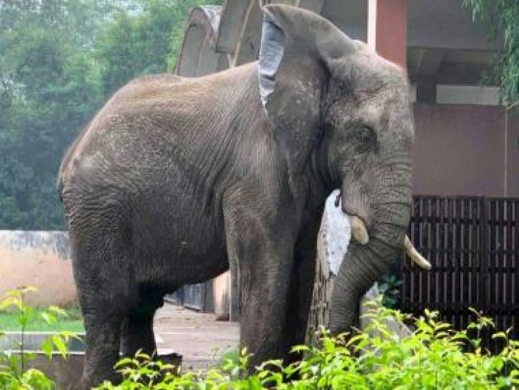 The sad, lonely existence of African elephant Shankar at Delhi zoo and the fight to release him