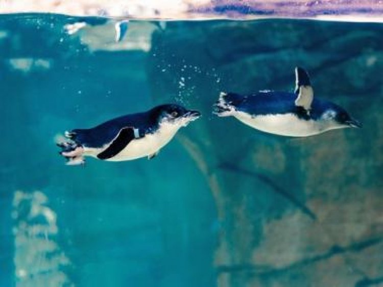 Happy, tiny feet: San Diego aquarium welcomes world's smallest penguins