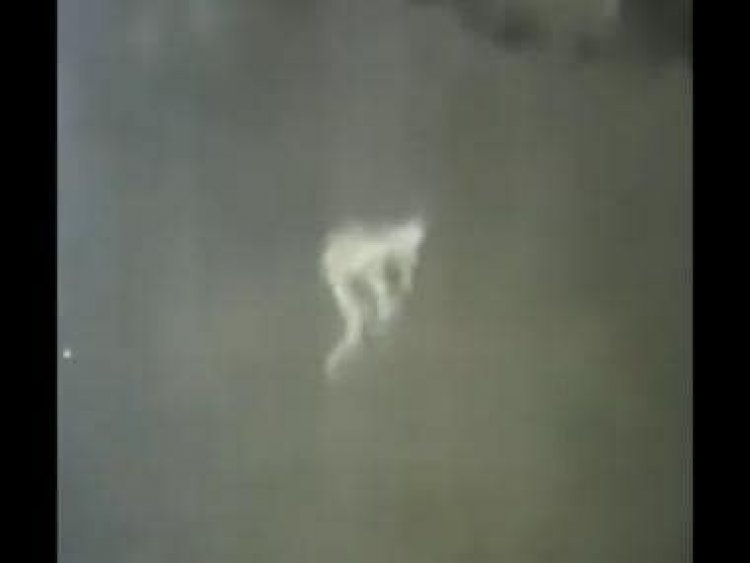 Watch: Mysterious pale figure caught on CCTV footage; paranormal enthusiasts debate over clip