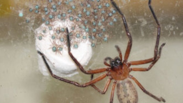 These huntsman spiders do something weird: live together as a big, happy family