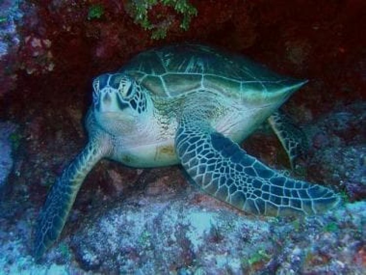 Endangered sea turtles found stabbed off Japan island: Here's what happened, who did it