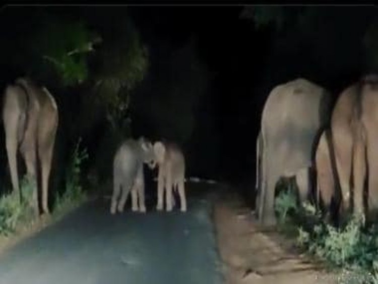 Watch: Baby elephants play on road at night while parents forage nearby; internet calls it adorable