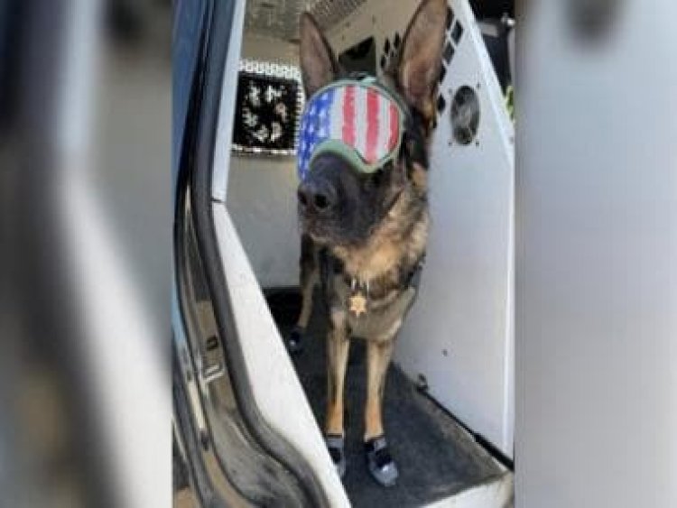 Watch: US Police dog gets special shoes, sunglasses to beat the heat