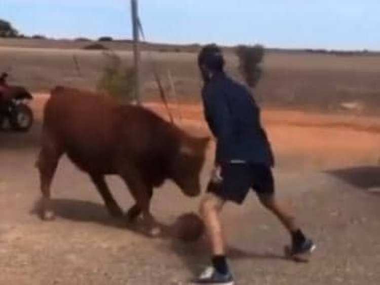 'Wally Szczerbeefak?': Man plays basketball with bull, here's how internet reacted