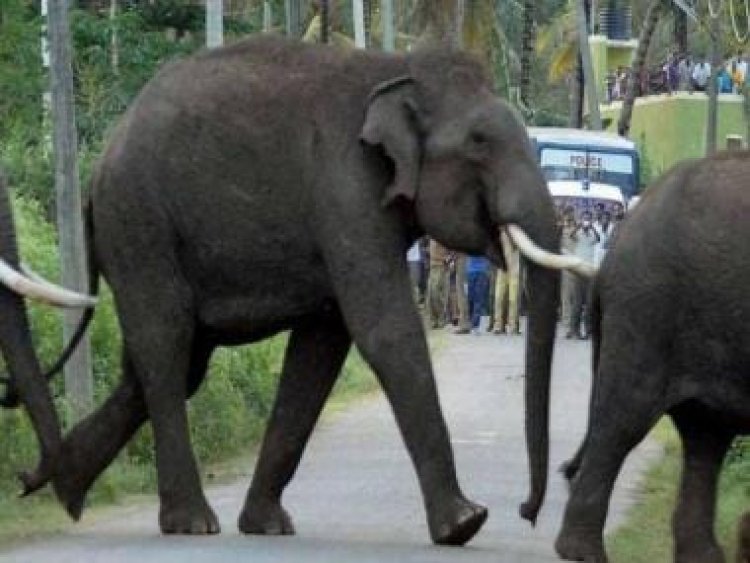 Watch: Elephants let drivers move past after 'sugarcane tax'; video wins hearts