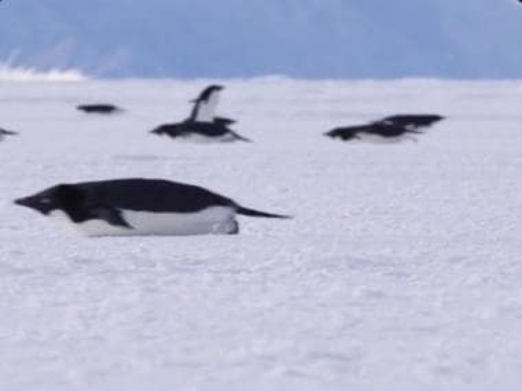 Watch: Penguins engage in different kind of 'morning rush', video melts hearts