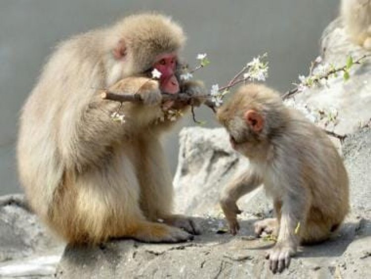 Japanese city under attack! How monkeys have become a menace in Yamaguchi