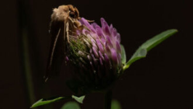Moths pollinate clover flowers at night, after bees have gone home