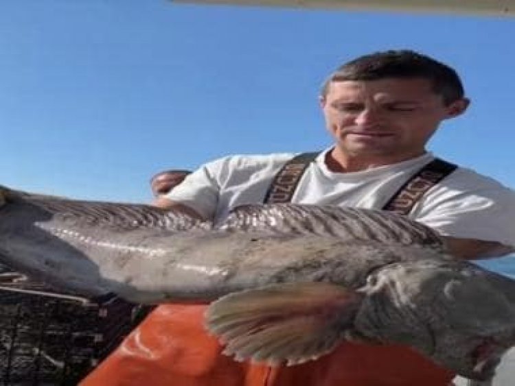 US fisherman catches monster wolf fish, here's what happened next
