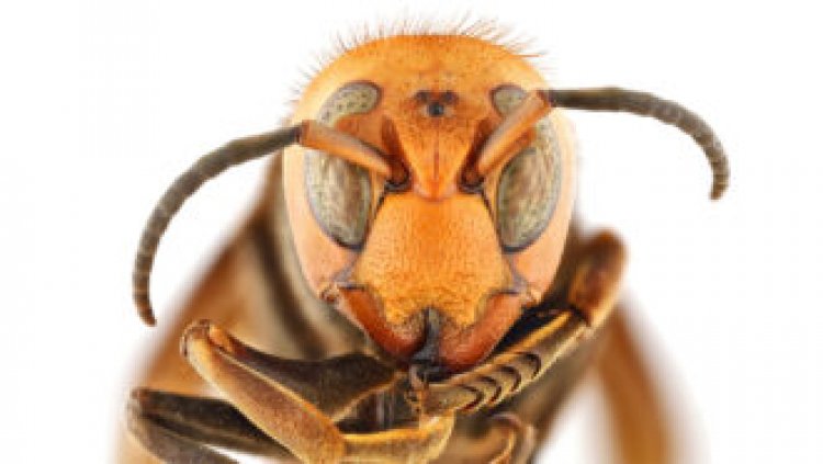 ‘Murder hornets’ have a new common name: Northern giant hornet