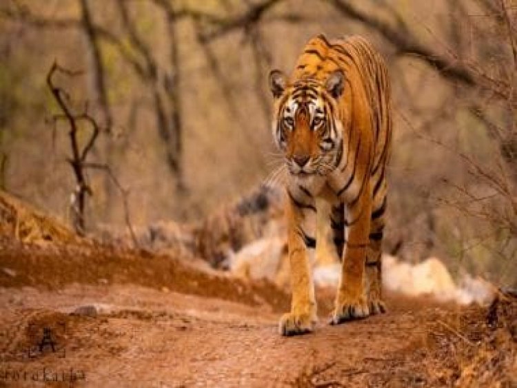 Maya, Machli, Munna, naam toh suna hoga?: How India’s legendary tigers got their names