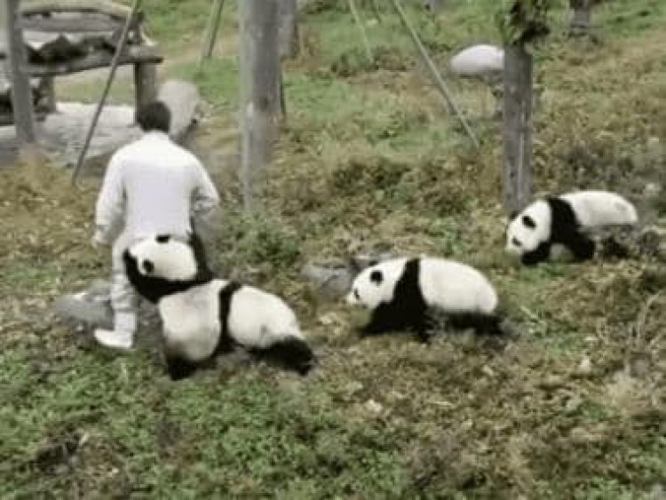Watch: This clip about one day in life of panda caretaker will leave you in splits