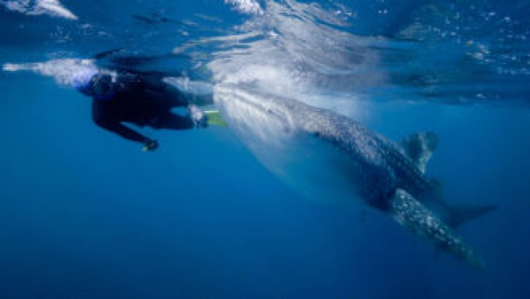 Whale sharks may be the world’s largest omnivores