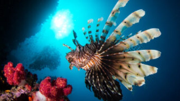 How slow and steady lionfish win the race against fast prey