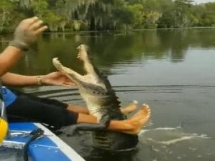 Watch: Man feeds “pet” crocodile with bare hands, internet can’t keep calm