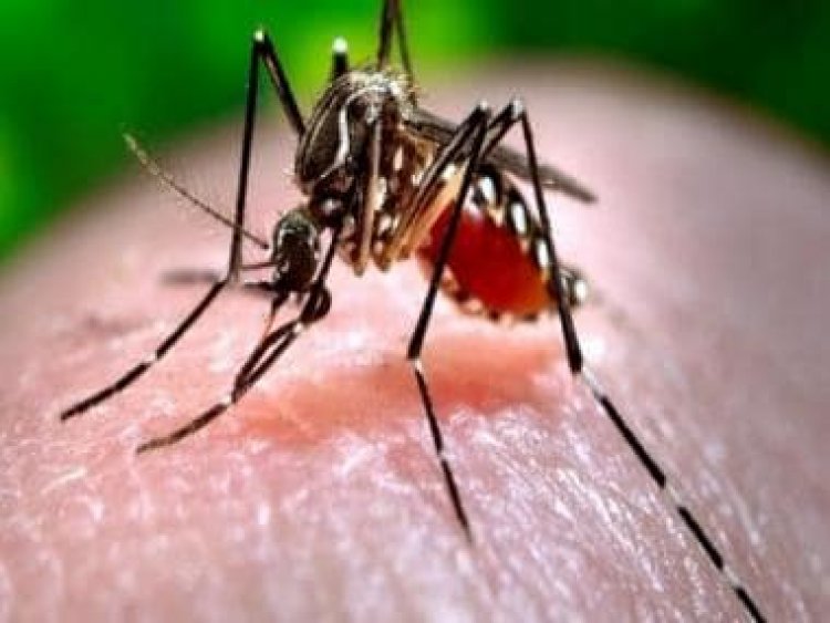 Papaya leaves, neem and more: Some ayurvedic home remedies to prevent dengue fever