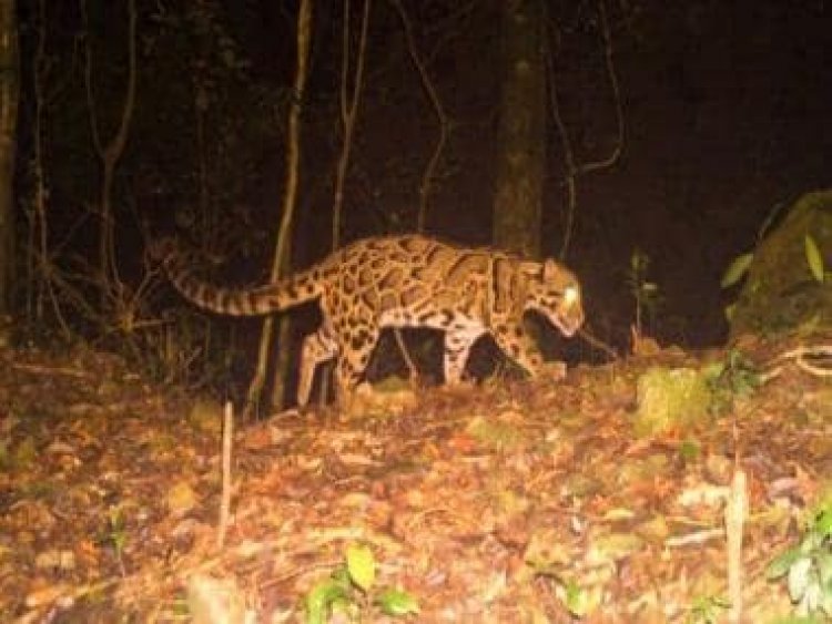 Rare clouded leopard sighted in Bengal: What we know about one of the world’s most elusive cats
