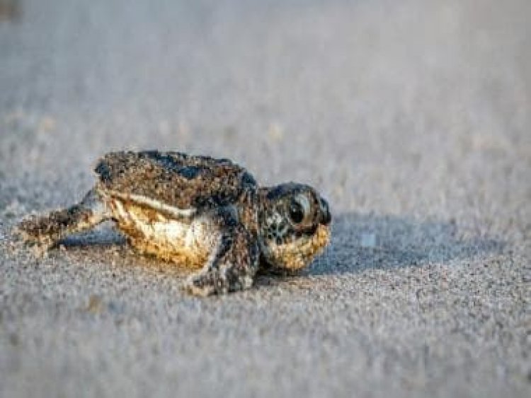 It’s a girl… again: Why 99% sea turtles in Florida are born female