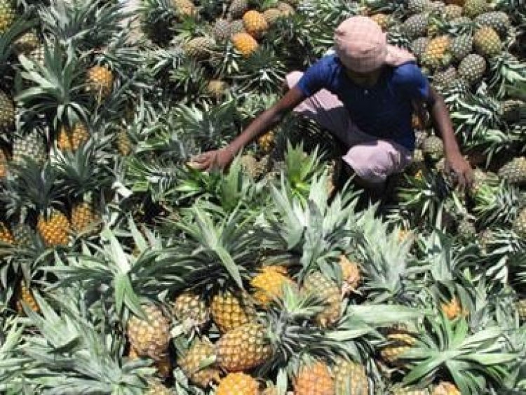 Why following a pineapple fad diet is not a good idea