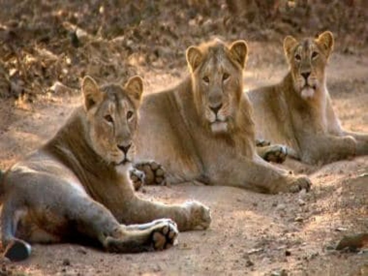 World Lion Day: How Gujarat’s Gir National Park is a roaring success in conservation of Asiatic lions