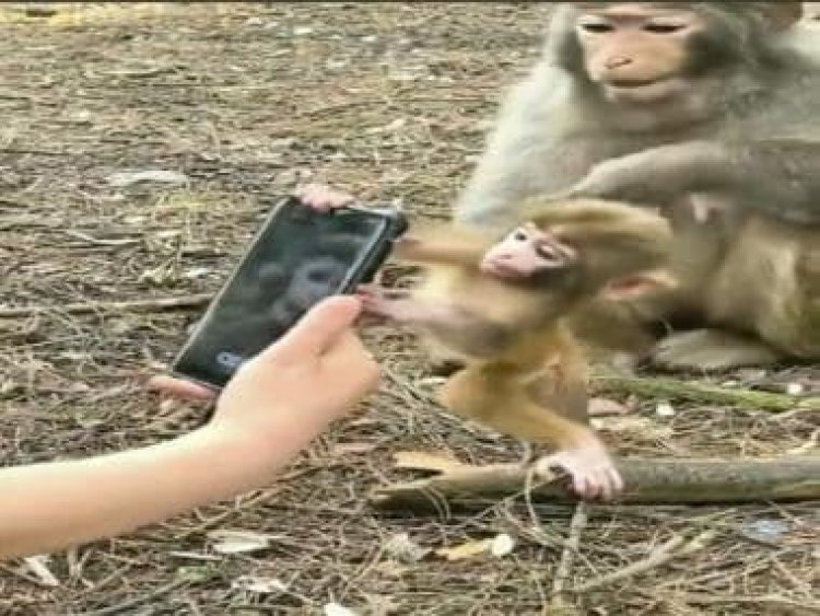 Not just humans, even monkey infants seem to be obsessed with smartphones