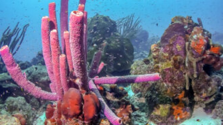 Sea sponges launch slow-motion snot rockets to clean their pores