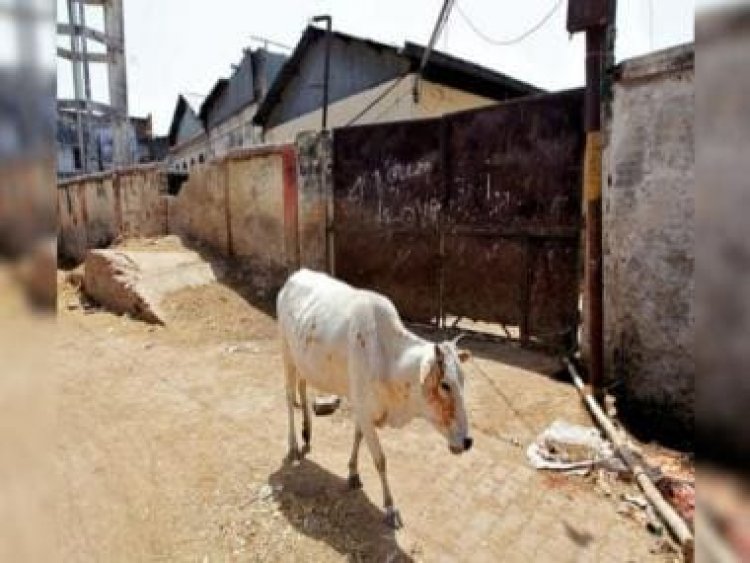 Lumpy disease: Rajasthan bans animal fairs