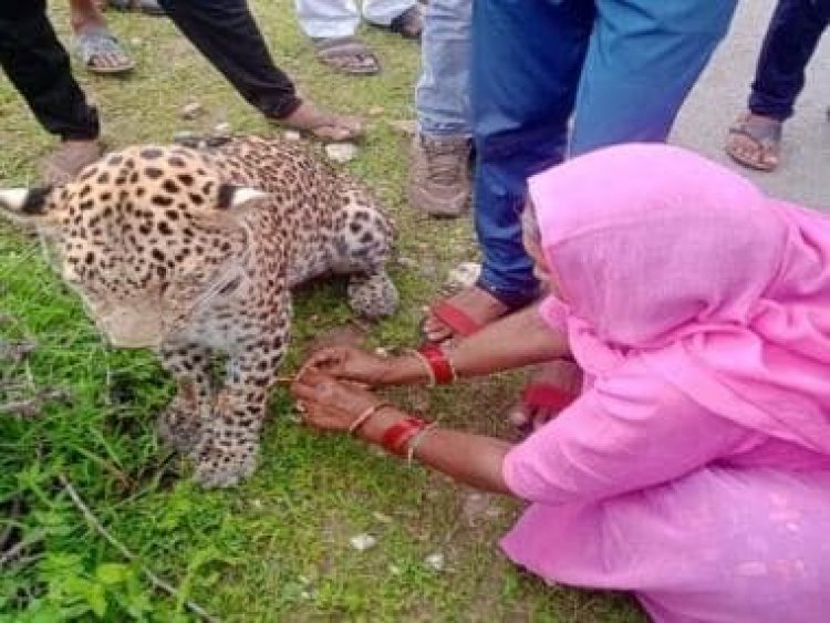 Rajasthan woman ties Rakhi to ailing leopard, internet appreciates