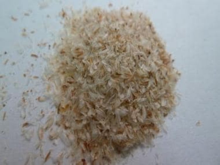 Here are some benefits and uses of Psyllium or Isabgol