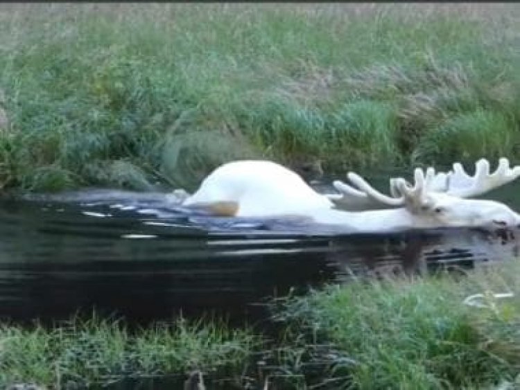 White moose takes dip in water in Sweden, rare video resurfaces