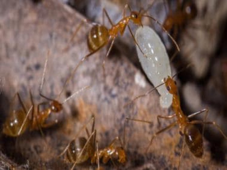 What are yellow crazy ants that are causing cattle to go blind in Tamil Nadu?