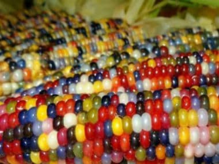 Bejeweled corn: Why Glass Gem corn is nature's miracle