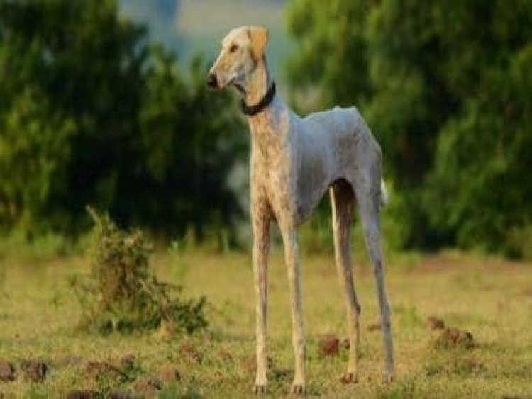 Canine and able: What are Mudhol hounds likely to be part of Prime Minister Narendra Modi’s security?