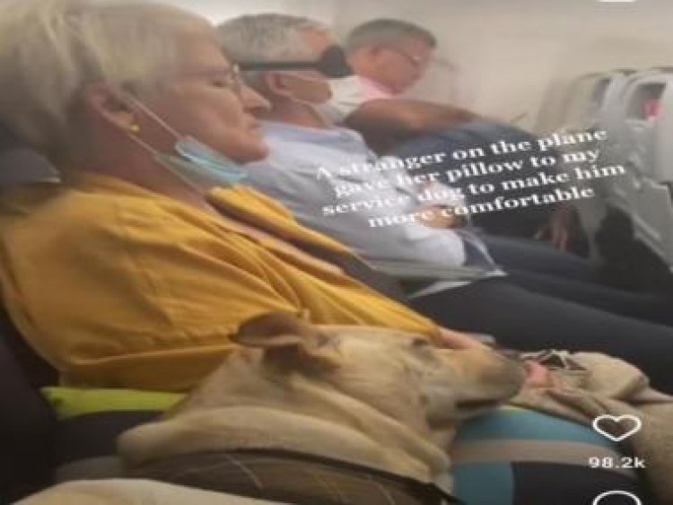 Watch: Stranger gives her pillow to service dog on flight, video goes viral