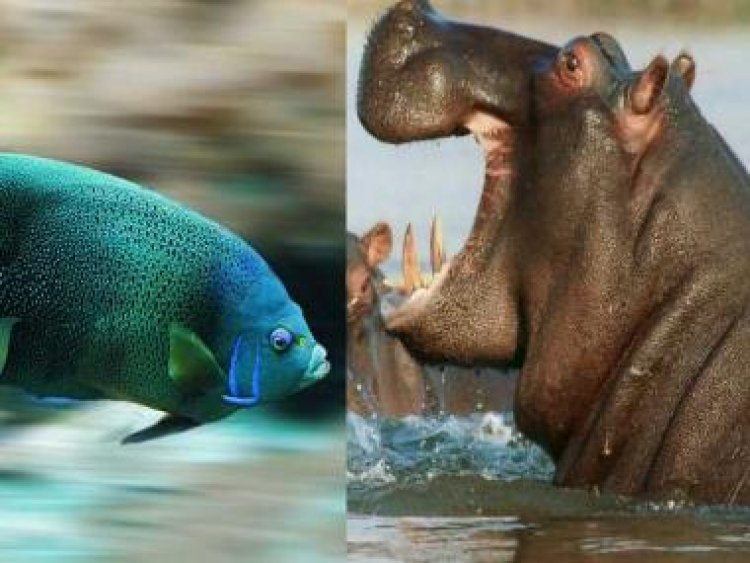Move over humans, China testing fish and hippopotamus for COVID-19