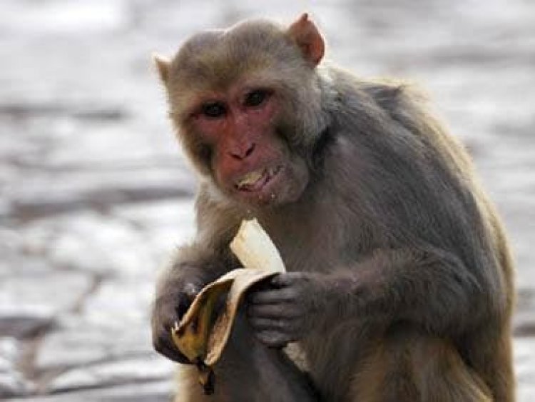 Monkey snatches Mathura DM’s sunglasses, here what happened next