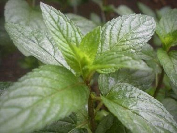 There's more to peppermint than aroma; from reducing stress to boosting immunity, here are 5 benefits