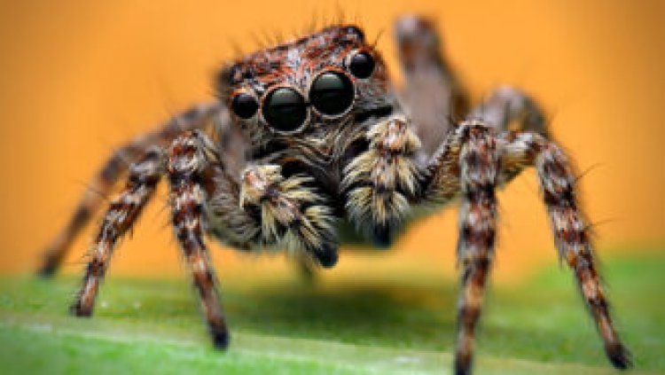 News stories have caught spiders in a web of misinformation