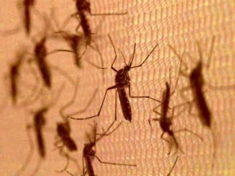Bill Gates reveals why this factory is breeding 30 million mosquitoes every week