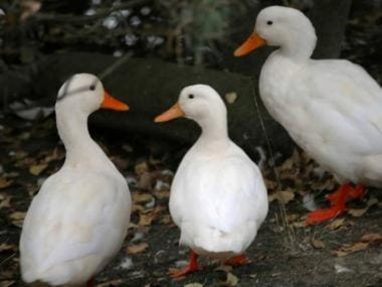 Hundreds of ducks surround car; leave internet in splits