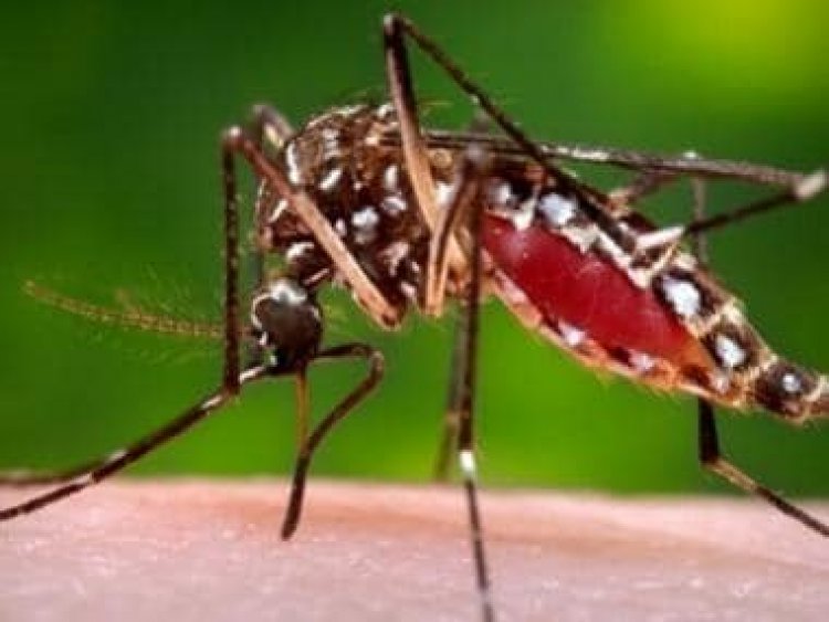 Mosquito bites though not harmful, can be quite awful; here are five home remedies to help you soothe inflamation