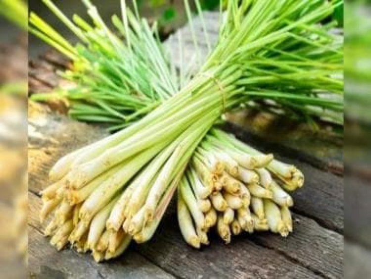 From weight loss to reducing dandruff, here are benefits of lemongrass