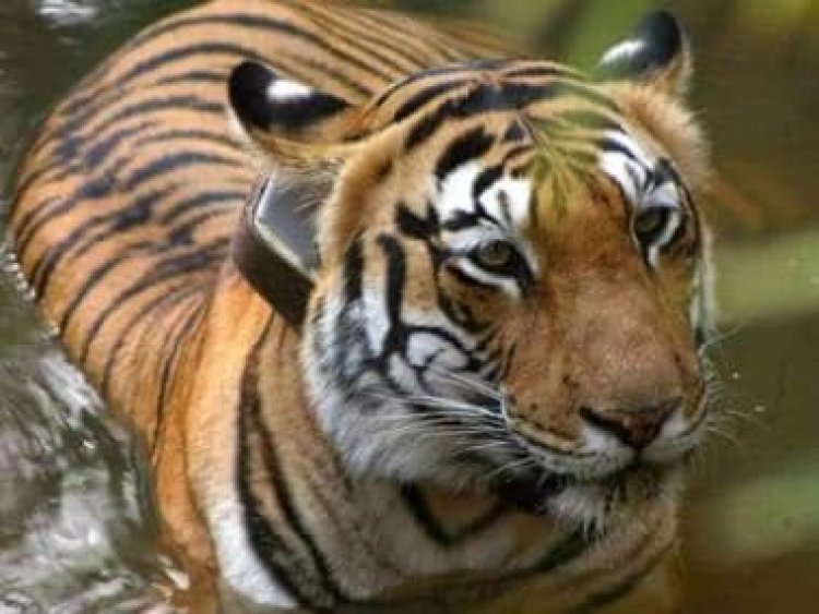 Explained: Why Ranthambore tiger T-104 is likely to spend the rest of his life in a cage