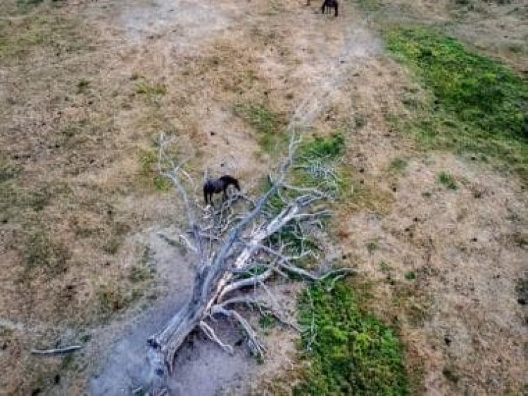 No rains, persistent heatwaves: Europe’s ‘worst drought in 500 years’, explained